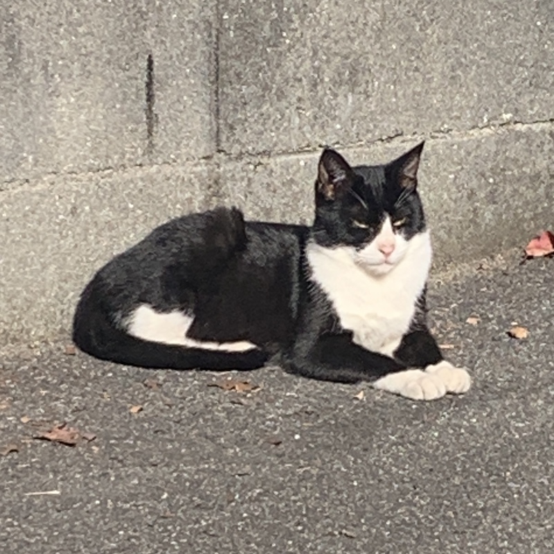 猫の糞尿でお困りの方必見