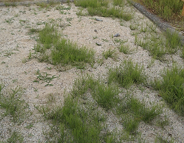 草が生えてきて草刈りが面倒